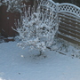 Spring_april_2008_018