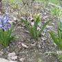 Hyacinth April 2008