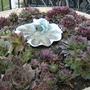 Houseleeks April 2008