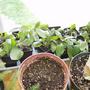 Seedlings April 2008