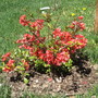 pink bush flowers