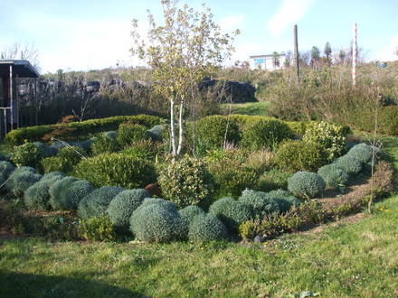 the round garden april08 (Santolina chamaecyparissus (Cotton lavender))
