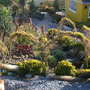 april08 (aeonium zwartkop)