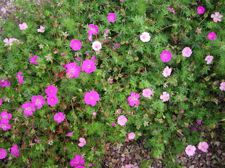 Geranium sanguineum (Geranium sanguineum)