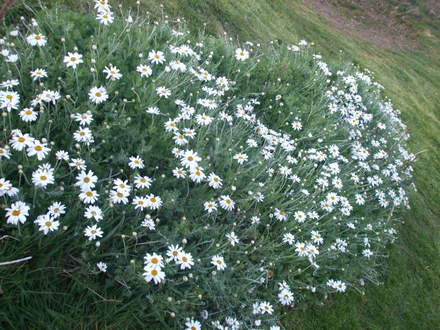 anthemis punctata (anthemis punctata)