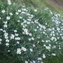 anthemis punctata