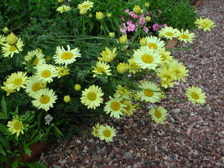 Anthemis tinctoria (Anthemis tinctoria 'E.C.Buxton')