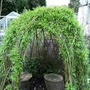 Willow Dome (Salix)