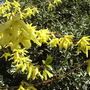 Forsythia