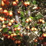  Cotoneaster Berries  April 2008