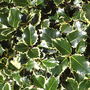 Variegated Holly