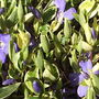 Lesser Periwinkle (Vinca minor)