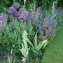 evening light on allium and salvia