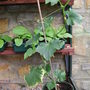 Cucumber_plant