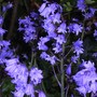 Plant Portraits - Spring flowers in my garden (Endymion non-scriptus (English Bluebell))