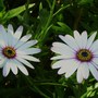 Plant Portraits - Summer flowers in my garden (Osteospermum (Cape Daisy))