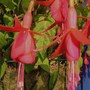 Plant Portraits - Summer flowers in my garden