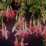 Plant Portraits - Sumer flowers in my garden