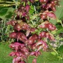 Plant Portraits - Autumn plants in my garden (Leycesteria formosa (False Nutmeg))