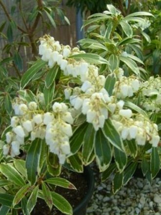 Pieris 'Flaming Silver' (Pieris)