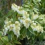 Pieris 'Flaming Silver' (Pieris)