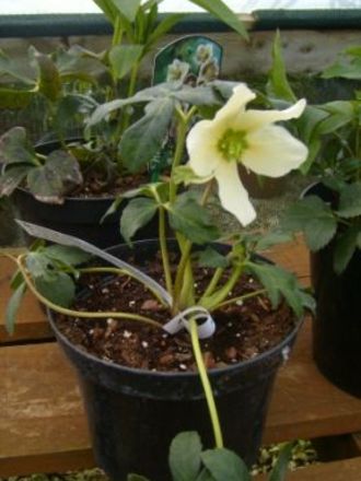 Heleborus nigra 'White' (Helleborus niger (Christmas rose))