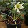 Heleborus nigra 'White' (Helleborus niger (Christmas rose))