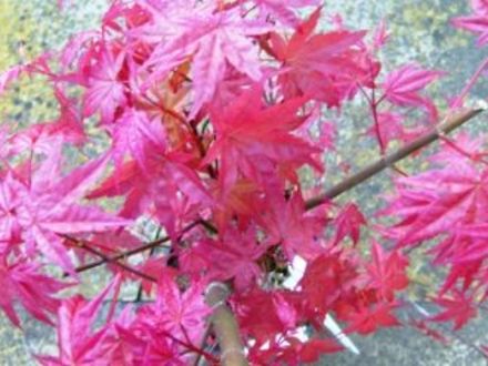 Acer 'Spin Deeshojo' (Acer)