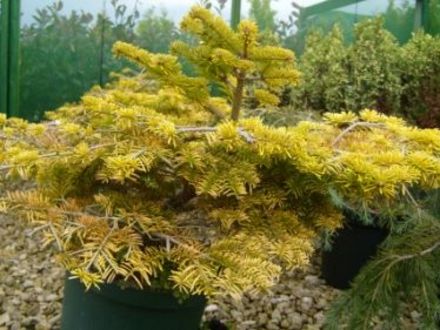 Abies 'Golden Spreader' (Abies nordmanniana 'Golden Spreader')