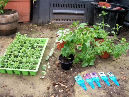 hanging_basket_1.jpg