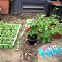 Hanging_basket_1