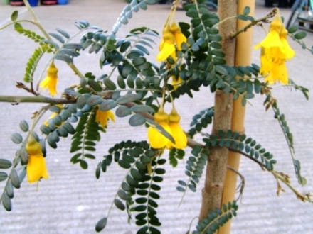 Sophora 'Sun King' (Sophora)