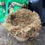 Hanging_basket_4