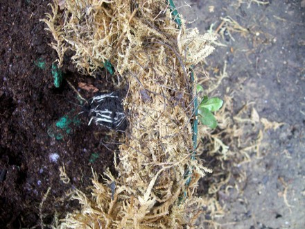 hanging_basket_8.jpg