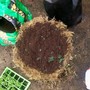 Hanging_basket_9