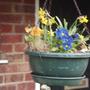 Winter / Spring Hanging Basket (Cyclamen hederifolium)