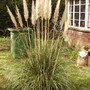  Cortaderia pumila (Cortaderia pumila (Shenstone))