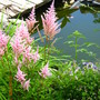 Astilbe