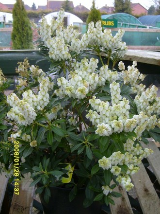 PIERIS_2_2_.jpg