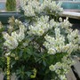 PIERIS_2_2_.jpg