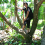 Mango tree