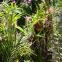 Vanda,dendrobium and clematis