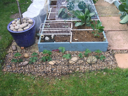 Square Foot Garden April 08