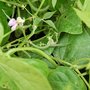 French Beans