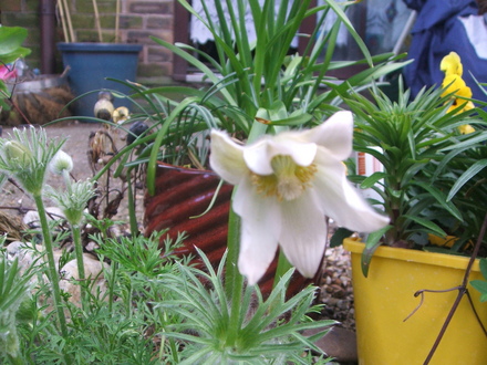 Pulsatilla