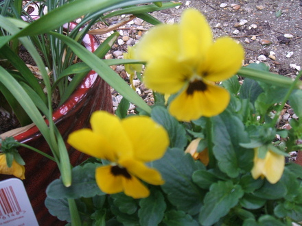sfg_apr_2008_005.jpg