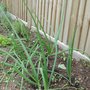 Onions