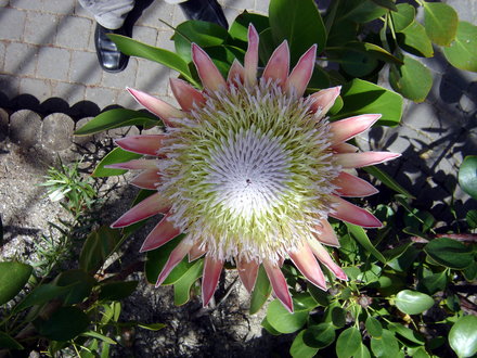 Glasnevin Botanic Garden, Dublin