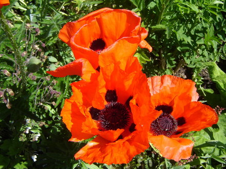 Glasnevin Botanic Gardens, Dublin