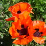 Glasnevin Botanic Gardens, Dublin